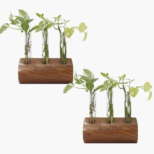 Test Tube Planter with Wooden Stand for Living Room, Bedroom, Home, Office | Timber Grove Wall Mount Planter, Set of 2 (Sheesham Wood)