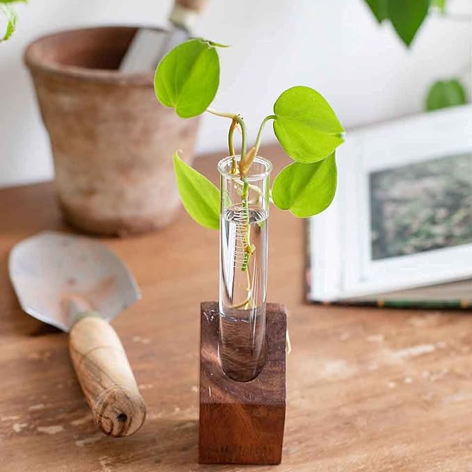 Timber Grove Solo Mini Sheesham | Test Tube Planter Home Decor Wooden Plant Stand for Table top, Desktop, Living Room